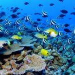 Guadeloupe. Journée Régionale de Nettoyage des Fonds sous-marins à Terre-de-Haut